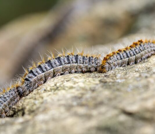 La processionaria, un bruco pericoloso per il cane e altri animali fila processionaria cane