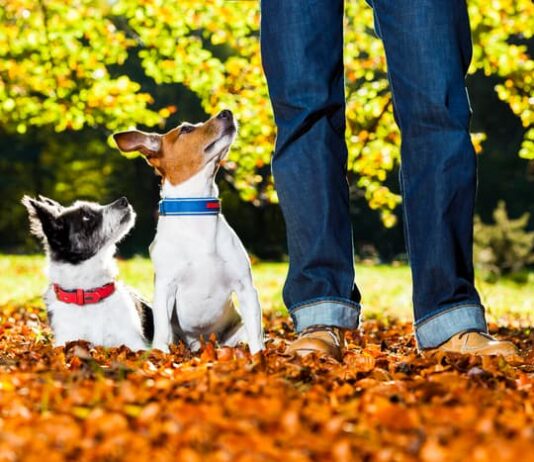 Linguaggio del cane: l’importanza dei segnali calmanti linguaggio cane