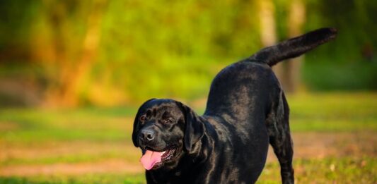 Ti va di giocare? Come il cane comunica la sua voglia di divertirsi comportamento di inchino cane