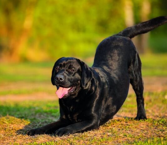 comportamento di inchino cane