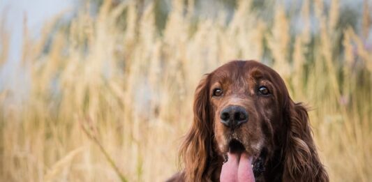 Il melanoma maligno del cavo orale nel cane melanoma maligno cane
