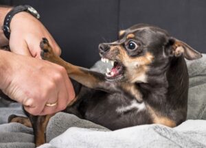 morso cane chihuahua