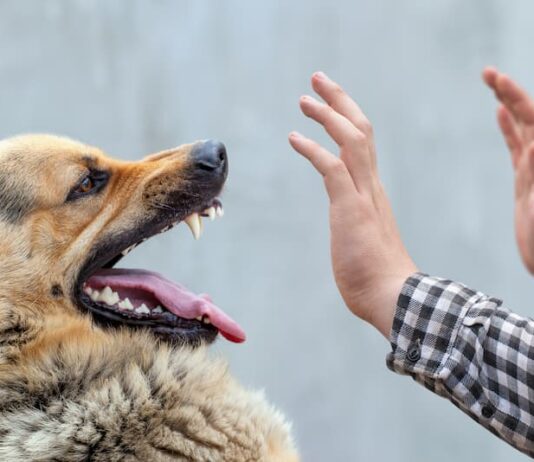 Il comportamento umano può influire sul morso del cane? morso cane grande