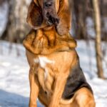 Bloodhound verticale