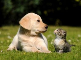 adottare un gatto o un cane