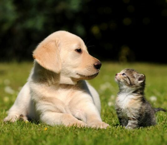 adottare un gatto o un cane