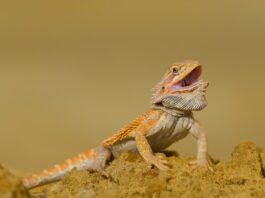 Cosa mangia un drago barbuto? L’alimentazione della pogona alimentazione pogona