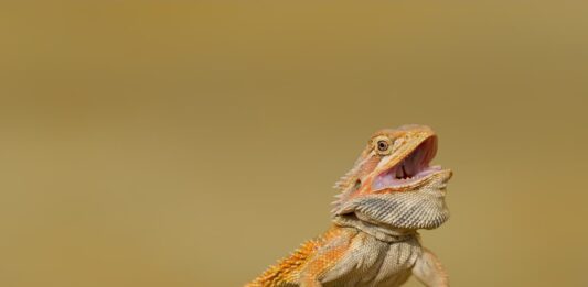 alimentazione pogona