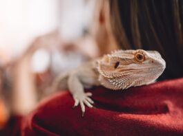 animali esotici compagnia