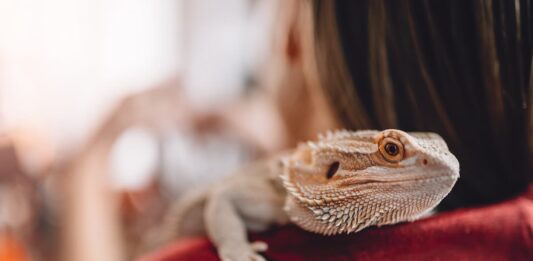 animali esotici compagnia