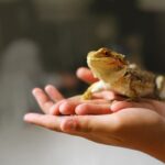 animali esotici compagnia rettile