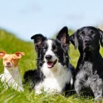 cane vive di più