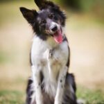 cane vive di più Border Collie