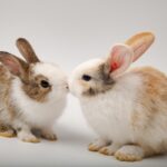 conigli d’accordo bacio