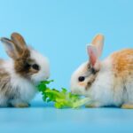 conigli d’accordo cibo insieme