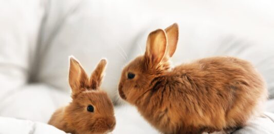 conigli insieme rossi