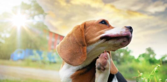 Diagnosi e terapia della dermatite atopica nel cane diagnosi dermatite atopica cane