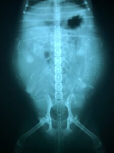 gravidanza cagna radiografia