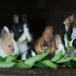 gruppo di conigli