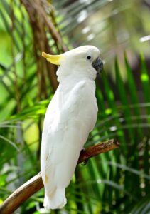 pappagallo cacatua