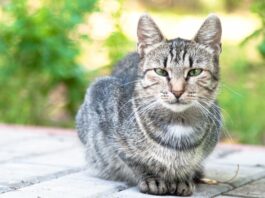 problemi gatto anziano
