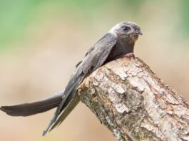 Il rondone eurasiatico: come riconoscerlo rondone