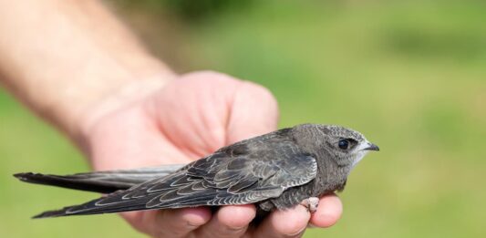 SOS rondone trovato a terra: cosa fare? rondone a terra aiuto nidiacei