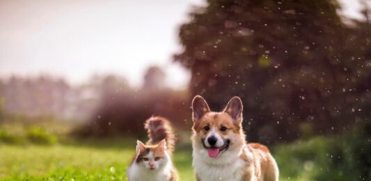 Le zecche nel cane e nel gatto sono davvero pericolose? zecche cane