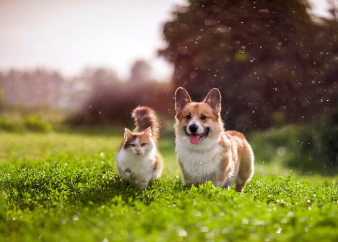zecche cane zecche cane