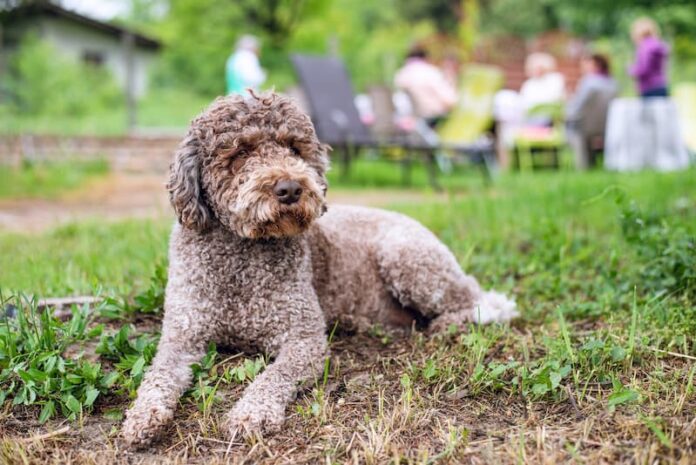 Lagotto Romagnolo Lagotto Romagnolo