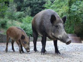 animali selvatici uomo