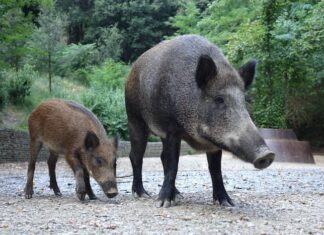 animali selvatici uomo