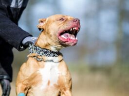 La questione dei cani aggressivi cani aggressivi