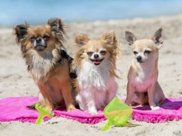 cani spiaggia