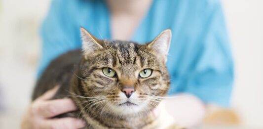 chemioterapia cane gatto