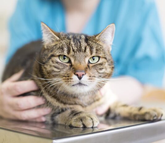 chemioterapia cane gatto