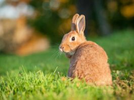 Perché il mio coniglio ha la testa storta? coniglio testa storta