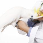 laser uccelli cacatua