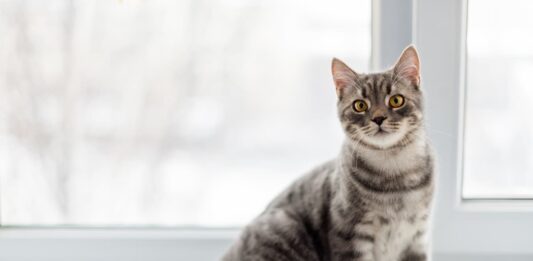 parassiti polmonari gatto