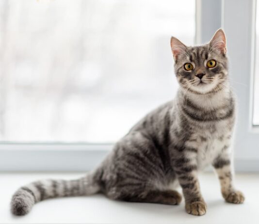 parassiti polmonari gatto