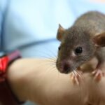 ratto in mano parassiti