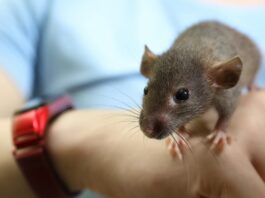 ratto in mano parassiti