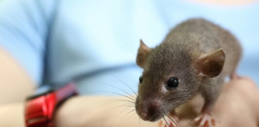 ratto in mano parassiti