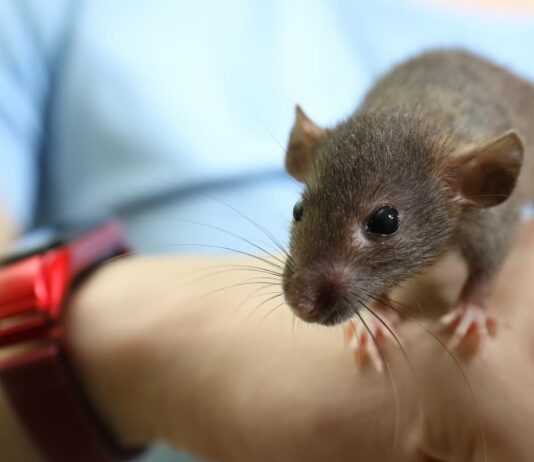 ratto in mano parassiti