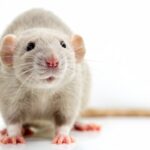 ratto parassiti orizzontale