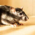ratto parassiti tavolo