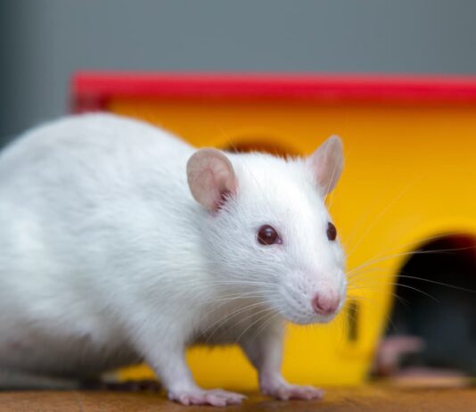 Anche il ratto domestico può avere pulci, zecche & co. ratto pulci