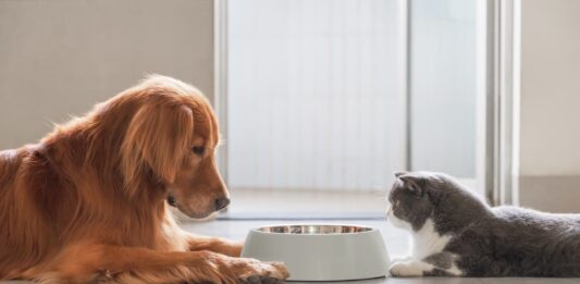 reazioni avverse al cibo cane