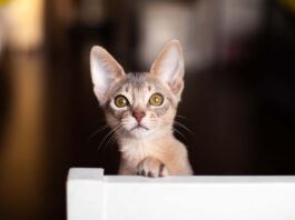 sterilizzazione precoce gatto