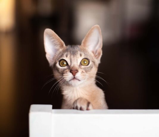 sterilizzazione precoce gatto